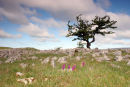 06-4884 Early Purple Orchids (Orchis mascula) in a Karst Landscape, Southerscales Scar, Yorkshire